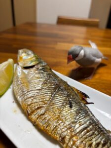 文鳥もドン引きする巨大コノシロ